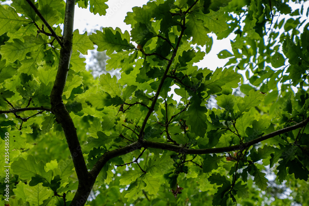 Fototapeta premium deep green foliage in summer light for backgrounds or textures