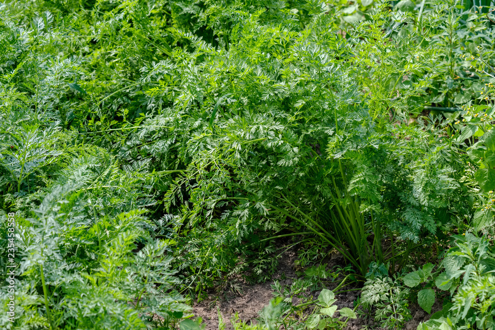 deep green foliage in summer light for backgrounds or textures deep green foliage in summer light for backgrounds or textures