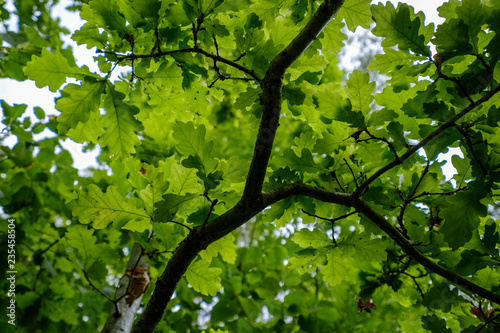 deep green foliage in summer light for backgrounds or textures