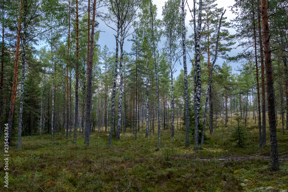 evergreen forest with spruce and pine tree under branches