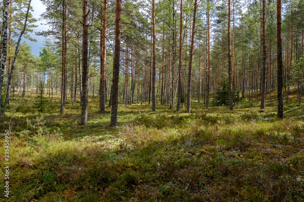 evergreen forest with spruce and pine tree under branches