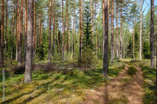 evergreen forest with spruce and pine tree under branches