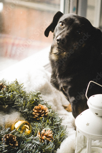 dachshund in the new year