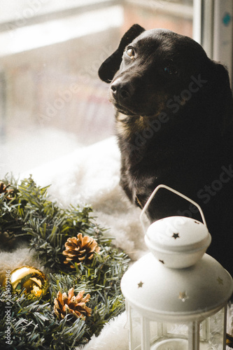 dachshund in the new year