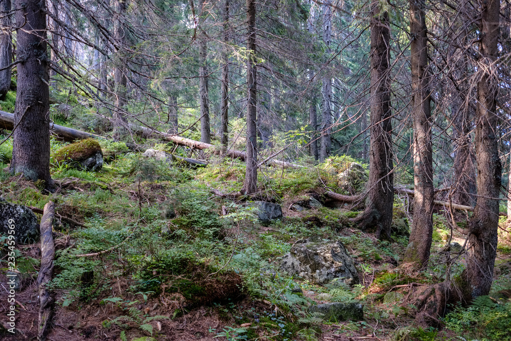 evergreen forest with spruce and pine tree under branches
