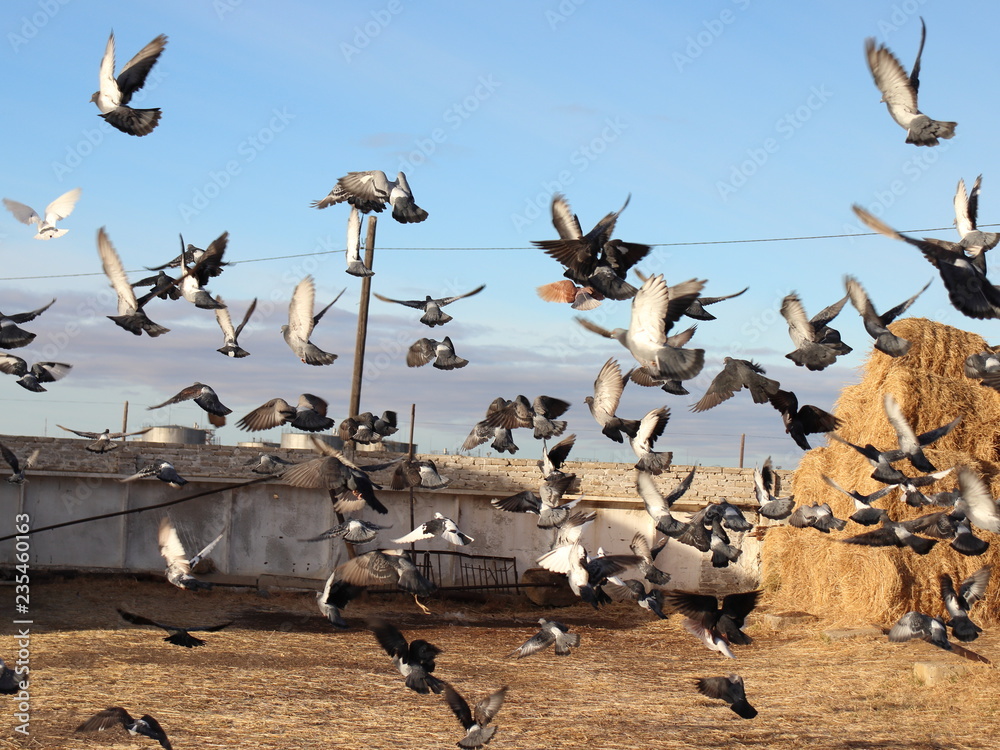 Obraz premium голуби символ дружбы 