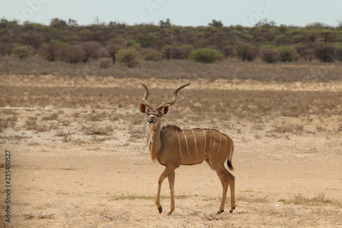 Canvas Print Kudu bull walking in the Kalahari desert of Botswana.