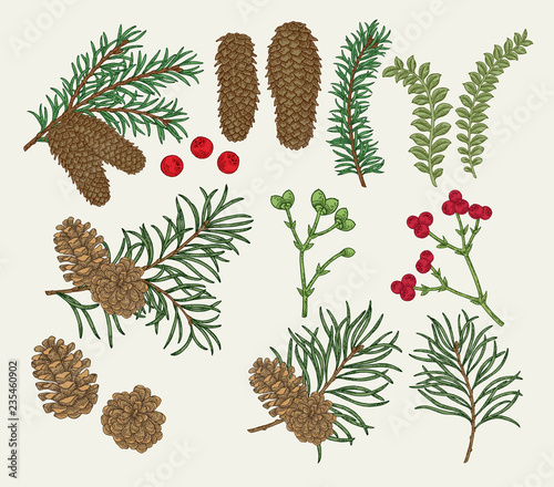 Hand drawn christmas plants. Pine, spruse, fir, boxwood branches and cones, winter berries set. Vector botanical illustration engraved.
