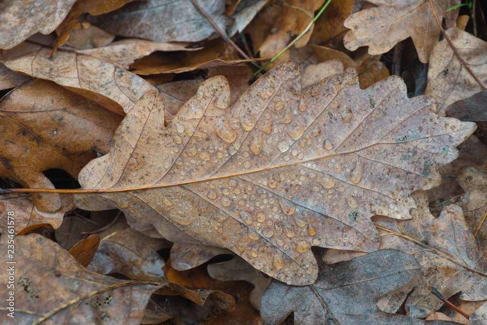autumn fallen oak leaf with water drops macro autumn fallen oak leaf with water drops macro