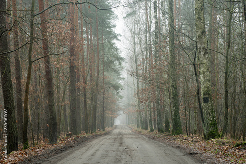 dirt road in autumn forest © aga7ta