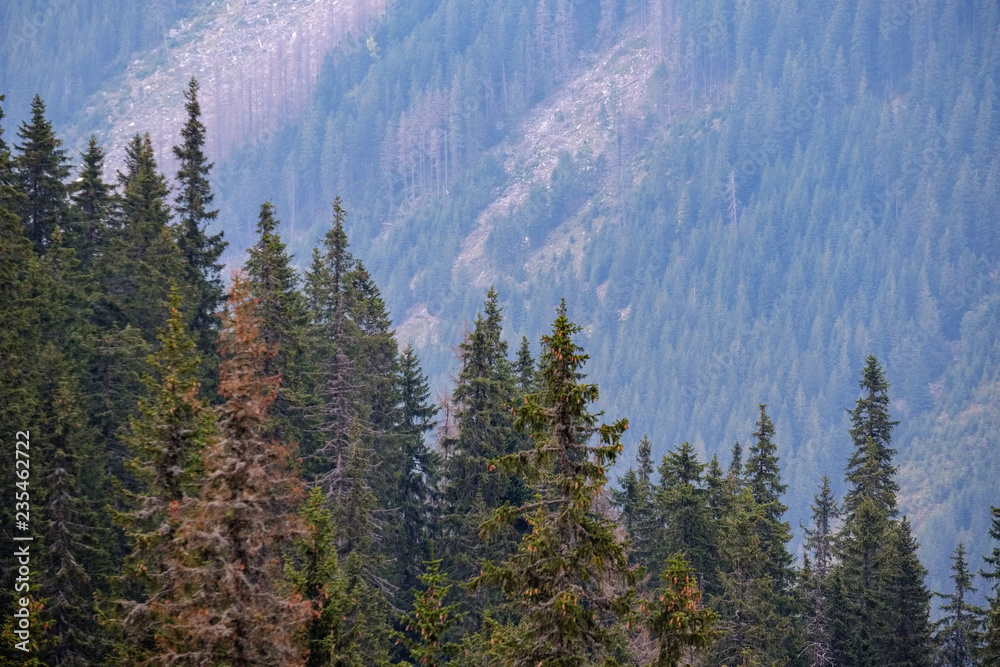 Obraz premium multi level fields and forests in mountain area