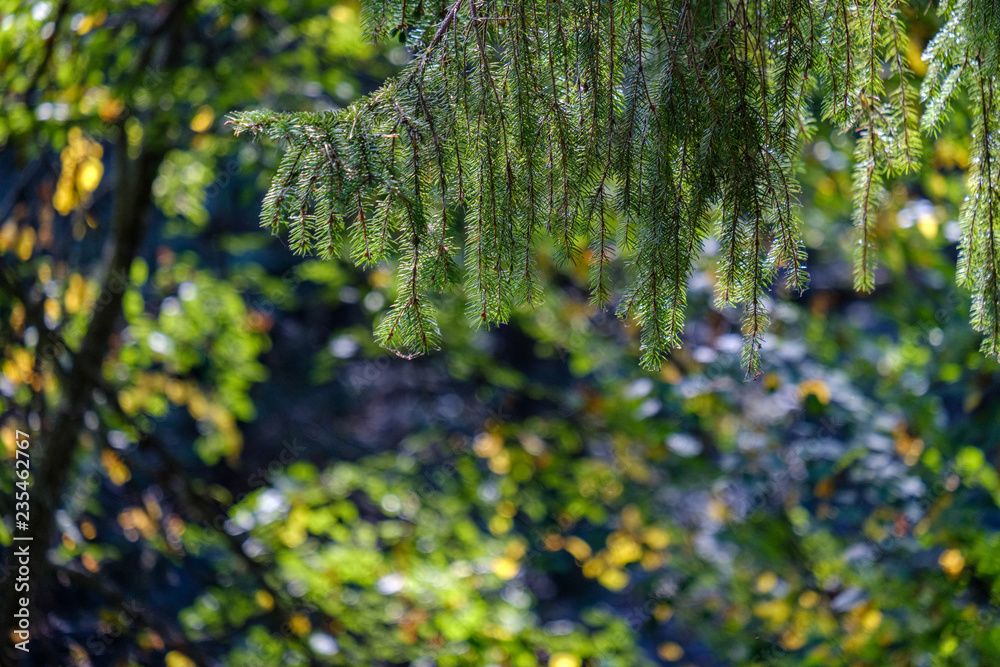 Fototapeta premium deep green foliage in summer light for backgrounds or textures