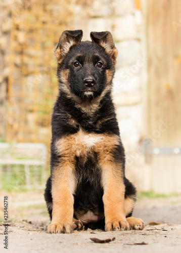 German Shepherd puppy outdoors