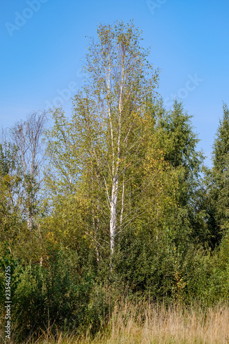 beautiful birch tree trunks  branches and leaves in natural environment