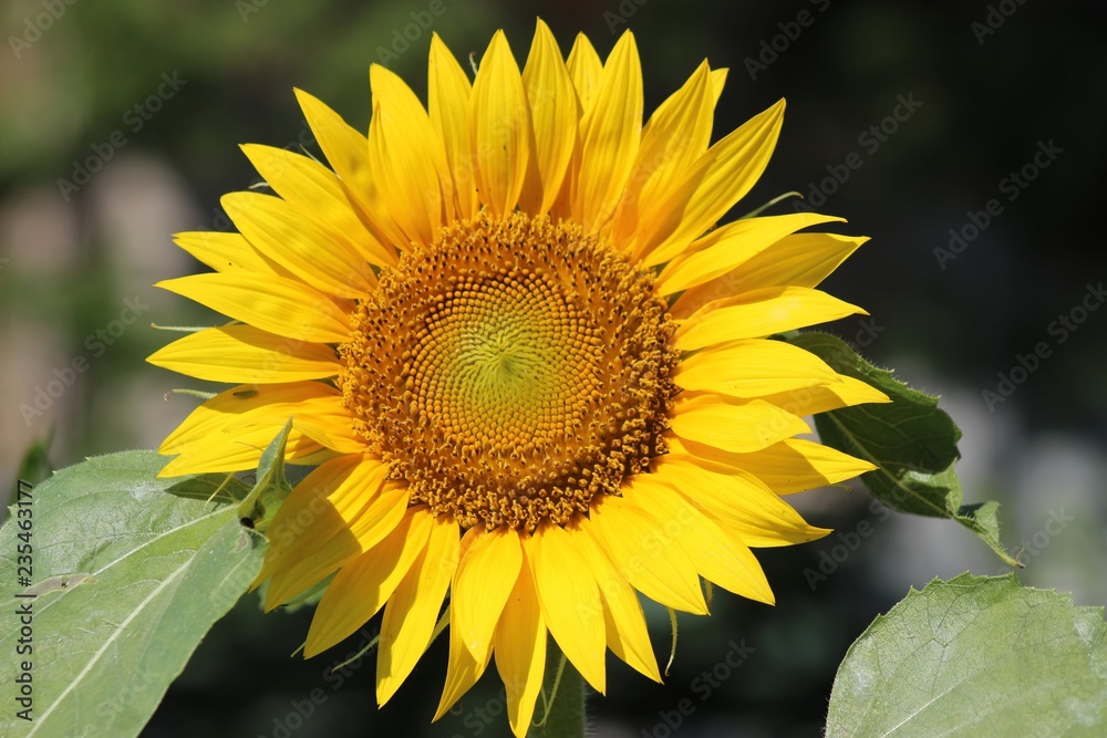 Naklejka premium BEAUTIFUL SUNFLOWER BLOOM