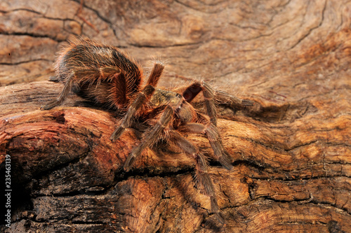 Chilenische Vogelspinne / Weibchen (Euathlus spec. pygmea) - tarantula from Chile / female photo