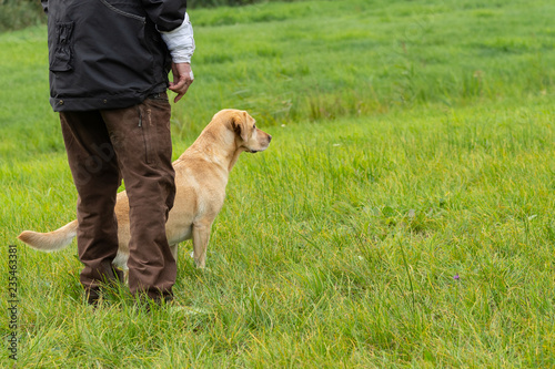 Hunter with yellow labrador standing in a field waiting photo