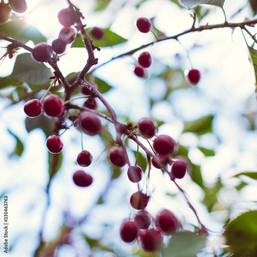 Cherry/Cherry tree in the sunny garden.