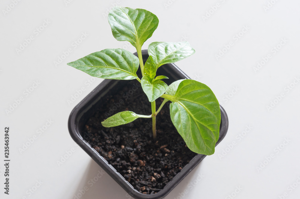 Agriculture. Seedling plants on a white background. Agriculture. Seedling plants on a white background.