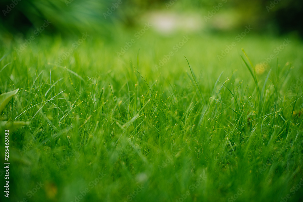 Background of a green grass. Green grass texture Background of a green grass. Green grass texture