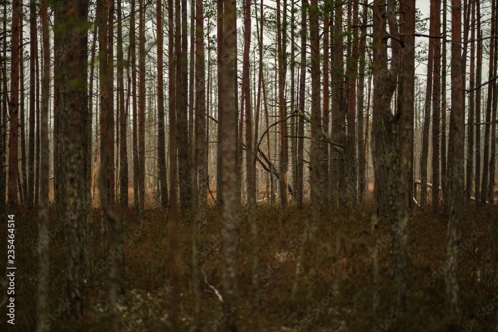 swamp landscape view with dry distant trees and first snow swamp landscape view with dry distant trees and first snow