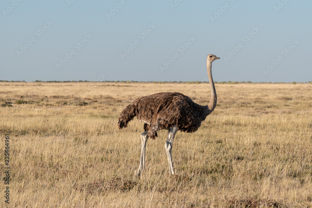 Naklejka premium Close up of female ostrich bird in evening light walking to right on yellow grass, clear blue sky, Etosha National Park, Namibia, Africa