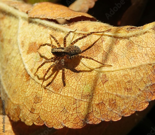 Nursery spider on leaves leaf in autumn garden, closeup