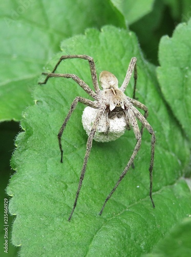 Gray spider on green leaves background 