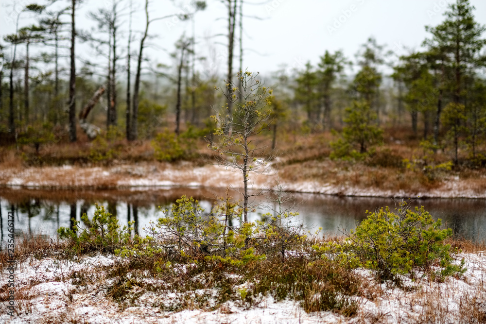 swamp landscape view with dry pine trees, reflections in water and first snow