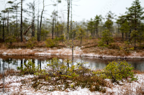 swamp landscape view with dry pine trees  reflections in water and first snow