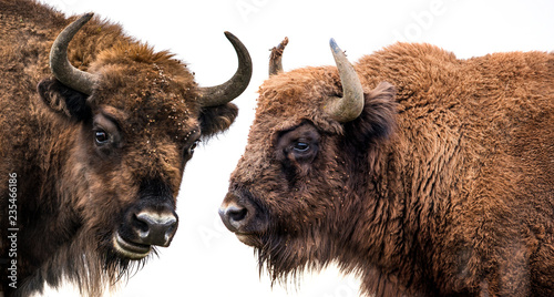 Stampa su tela Bison bonasus - European bison - isolated on white