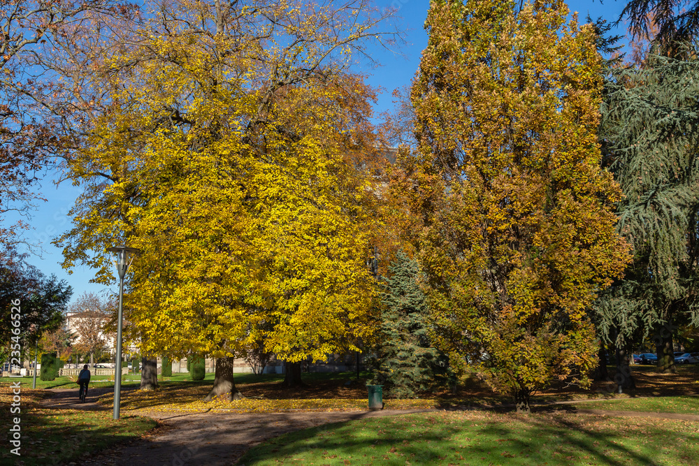 Gelbe Baum im Härbst