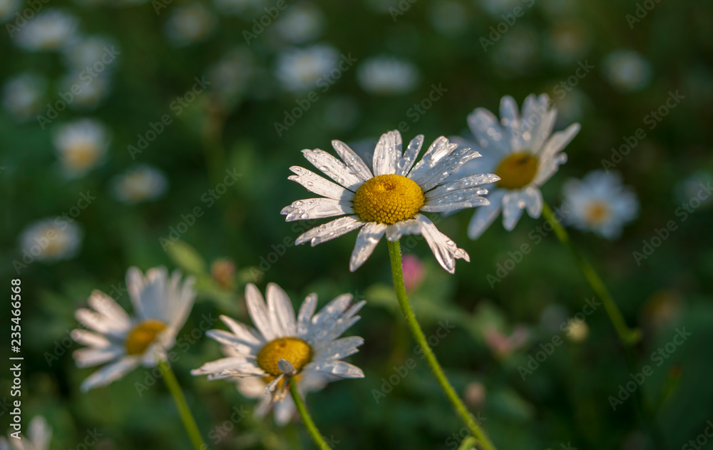 Flower daisy close-up macro with droplets of rain water dewdrop on a blue background. Floral summer template for text Flower daisy close-up macro with droplets of rain water dewdrop on a blue background. Floral summer template for text