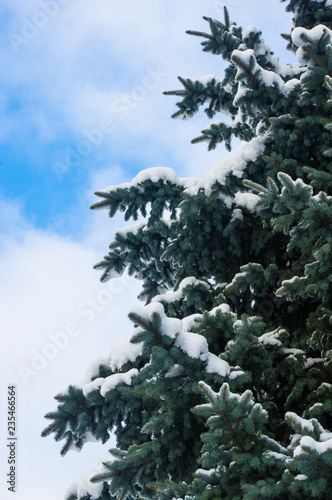 Green fluffy fir tree in the snow © Wingedbull