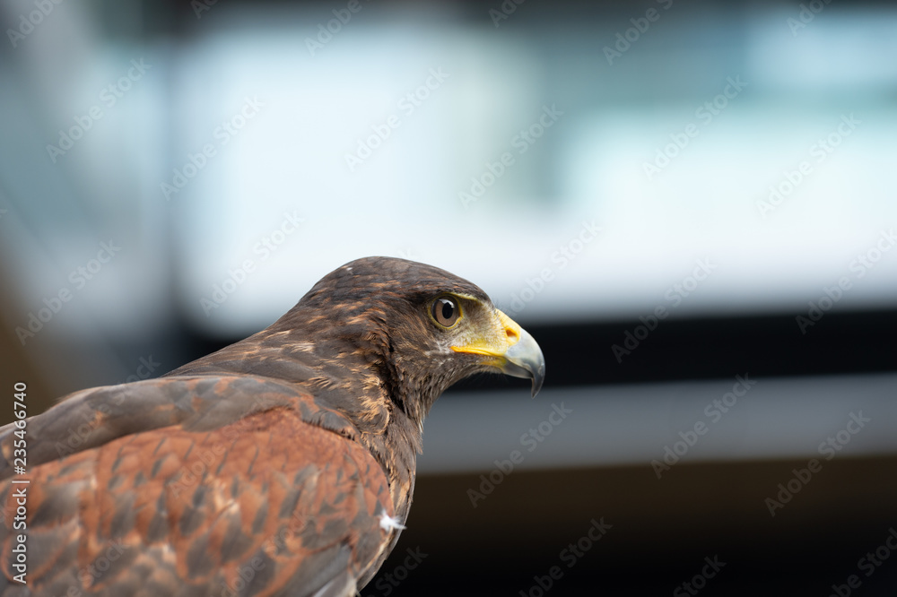 The hawk straight face expression of eye The hawk straight face expression of eye