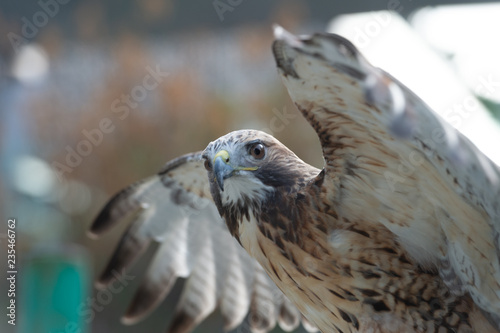 The isolated portrait of hawk