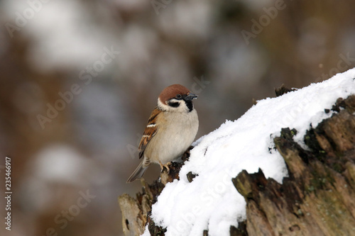 Feldsperling im Schnee
