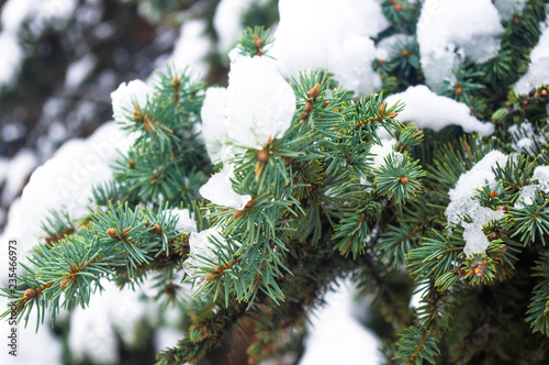 Green fluffy fir tree branch in the snow