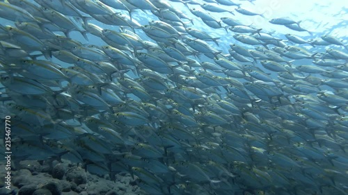 Massive school of Yellowstripe Scad - Selaroides leptolepis slowly swim in the blue water.  Bali, Oceania, Indonesia photo