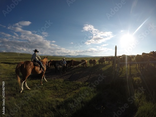 Cattle at golden hour