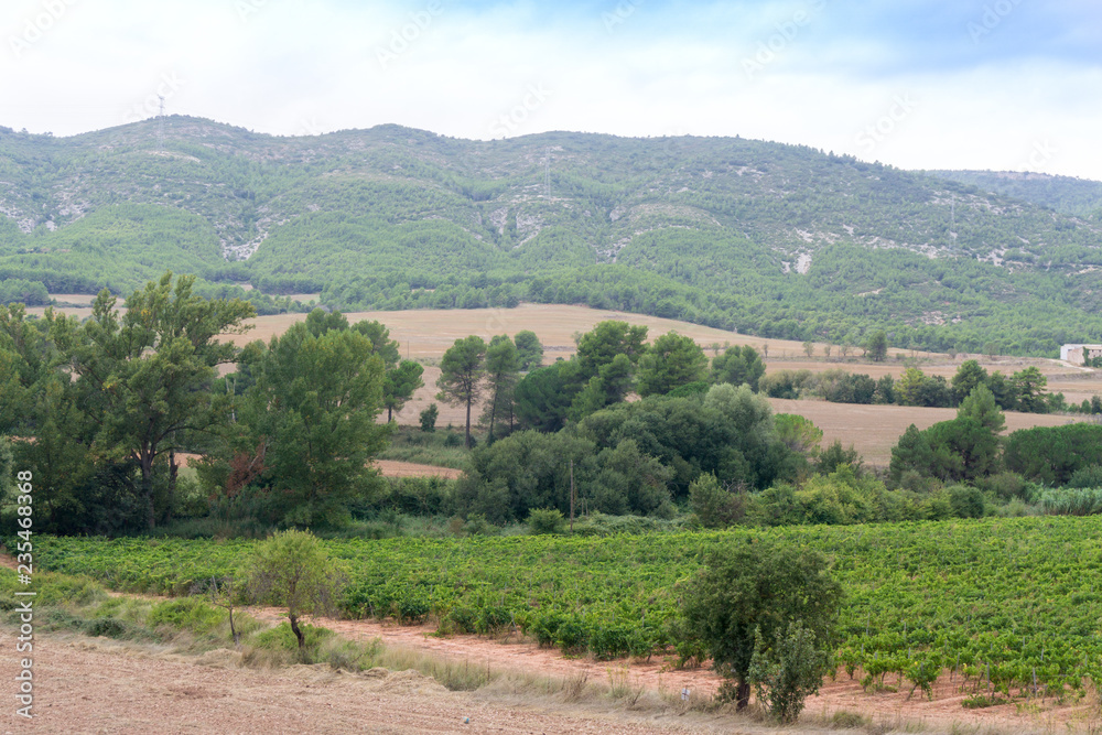 Vineyard and hills. Catalonia, Spain