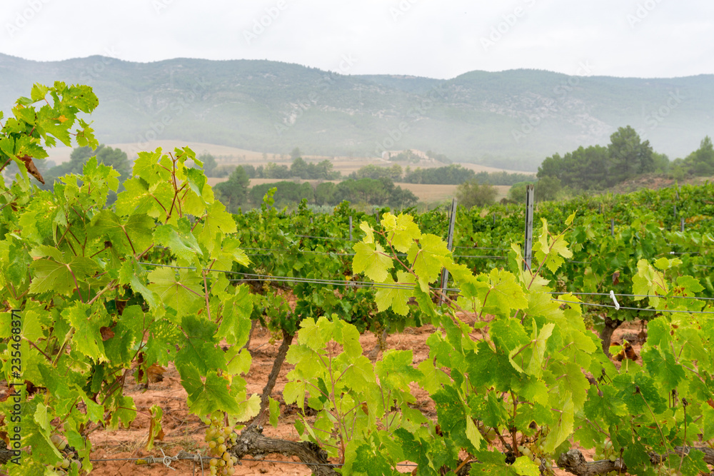 Wine grapes in vineyard raw ready for harvest in Spain