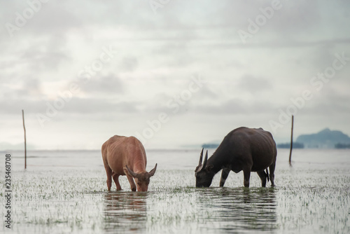 Buffalo eating grass with water reflection  lifestyle in rural Thailand.