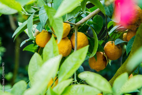 Citrus fruit on a tree - Mandarin