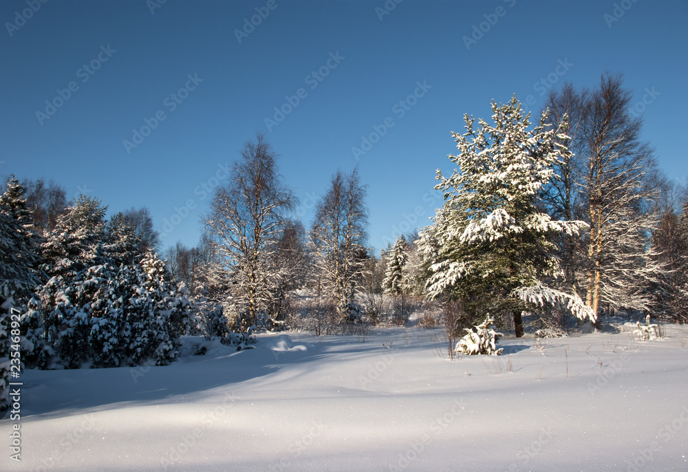 Fototapeta premium Winter sunny day on Lake Vodlozero in the Vodlozersky National Park in Karelia (Russia)