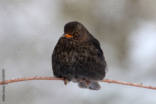 Amsel mit aufgeplustertem Gefieder photo