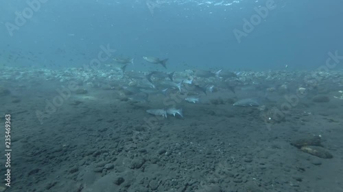 School of Mullet feeds on a black volcanic sandy bottom. Fringelip Mullet - Crenimugil crenilabis, Bali, Oceania, Indonesia photo