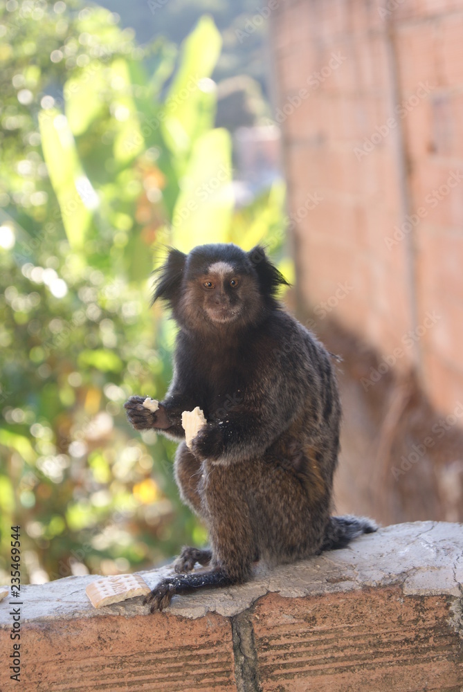 Obraz premium mico macaco