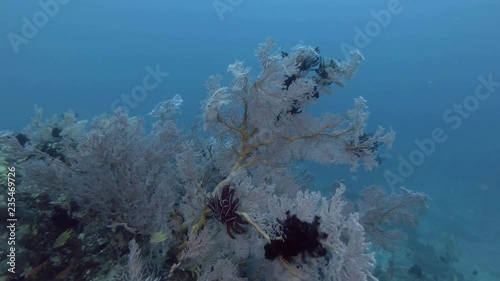 School of different types of fish swim over a beautiful coral reef with a soft Sea Fan corals - Bali, Oceania, Indonesia photo