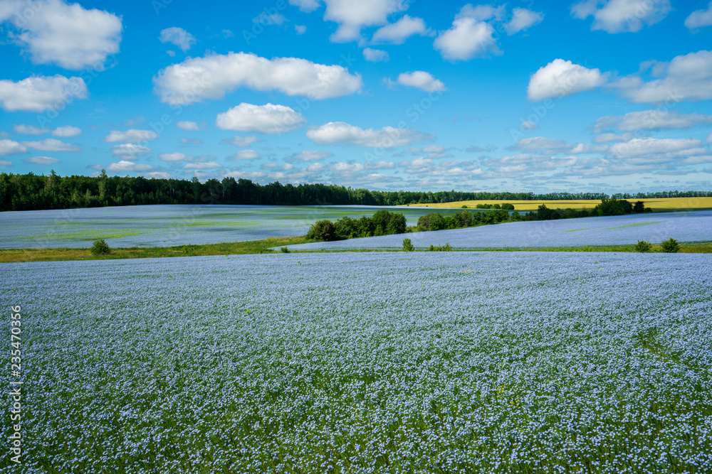 Flax flowers. Flax field, flax blooming, flax agricultural cultivation.